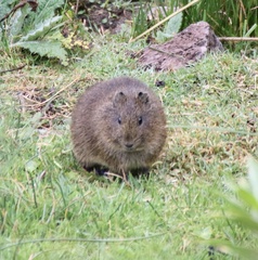 Cavia