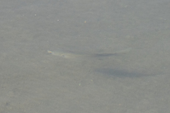 Atherinops affinis