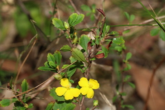 Hibbertia diffusa