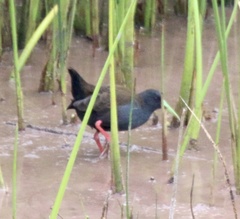 Pardirallus sanguinolentus