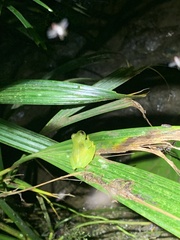 Rulyrana flavopunctata