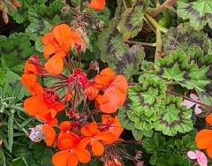 Pelargonium × hybridum