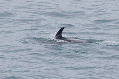 Lagenorhynchus albirostris