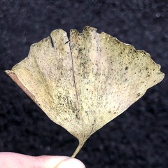 Bartheletia paradoxa