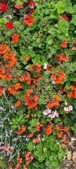 Pelargonium × hybridum