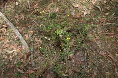 Hibbertia diffusa