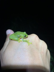 Rulyrana flavopunctata