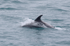 Lagenorhynchus albirostris
