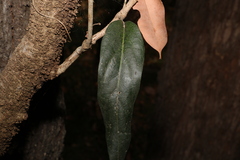 Parsonsia brisbanensis