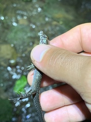 Potamites strangulatus