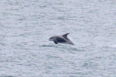 Lagenorhynchus albirostris