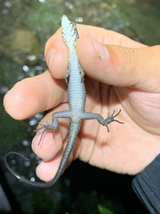 Potamites strangulatus