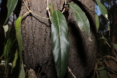 Parsonsia brisbanensis