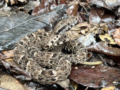 Bothrops atrox
