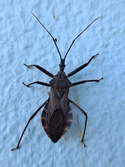 Isyndus obscurus