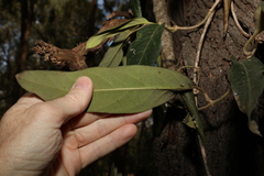 Parsonsia brisbanensis
