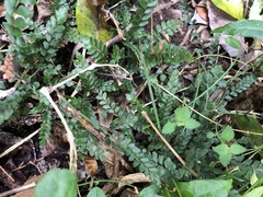 Adiantum hispidulum
