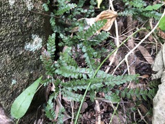 Adiantum hispidulum