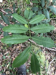 Flindersia schottiana