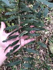 Ailanthus triphysa