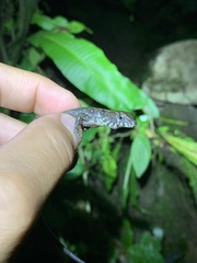 Potamites strangulatus