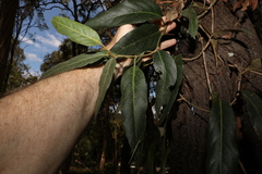 Parsonsia brisbanensis
