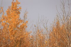 Lanius borealis