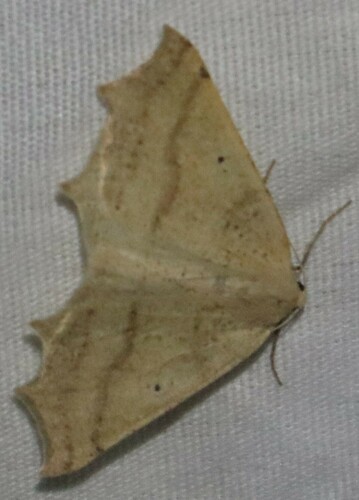 iNaturalist observation photo of Geometer Moths