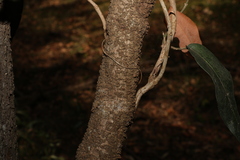 Parsonsia brisbanensis