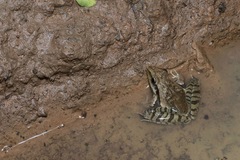 Ptychadena longirostris