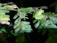 Rulyrana flavopunctata