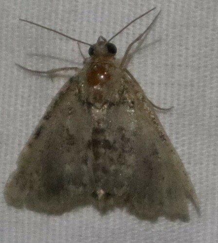 iNaturalist observation photo of Butterflies and Moths