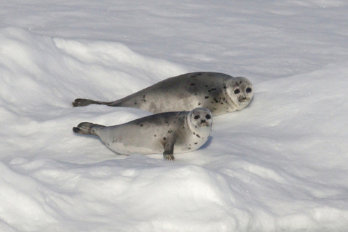 Harp Seal