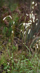 Froelichia floridana campestris