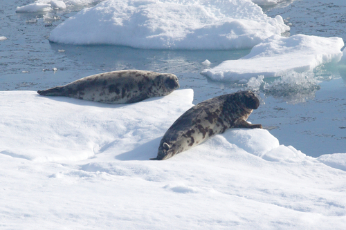 Hooded Seal
