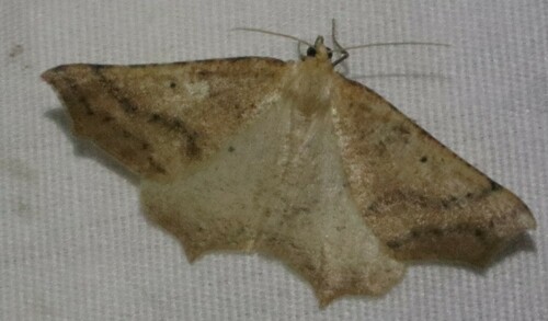 iNaturalist observation photo of Geometer Moths