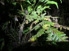 Rulyrana flavopunctata