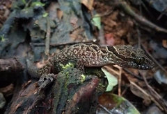 Cyrtodactylus