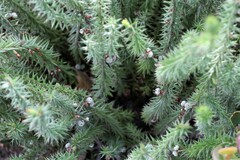 Acrotriche serrulata