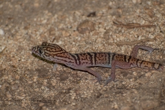 Coleonyx elegans