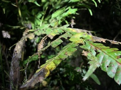 Rulyrana flavopunctata