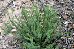 Acrotriche serrulata