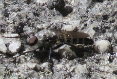 Cyrtopogon