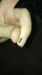 Beosus quadripunctatus