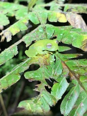 Rulyrana flavopunctata