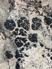 Lichinaceae