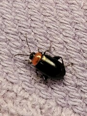 Disonycha xanthomelas