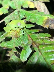 Rulyrana flavopunctata