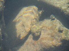 Cottus
