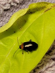 Disonycha xanthomelas